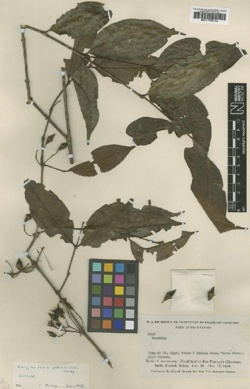 Coryphadenia plerocarpa Morley - BM001008148