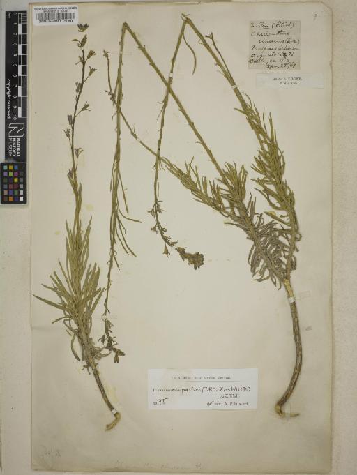 Erysimum scoparium (Brouss. ex Willd.) Wettst. - BM000056491