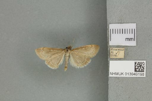 Anania fuscalis (Denis & Schiffermüller, 1775) - 013949198_151449_1084296