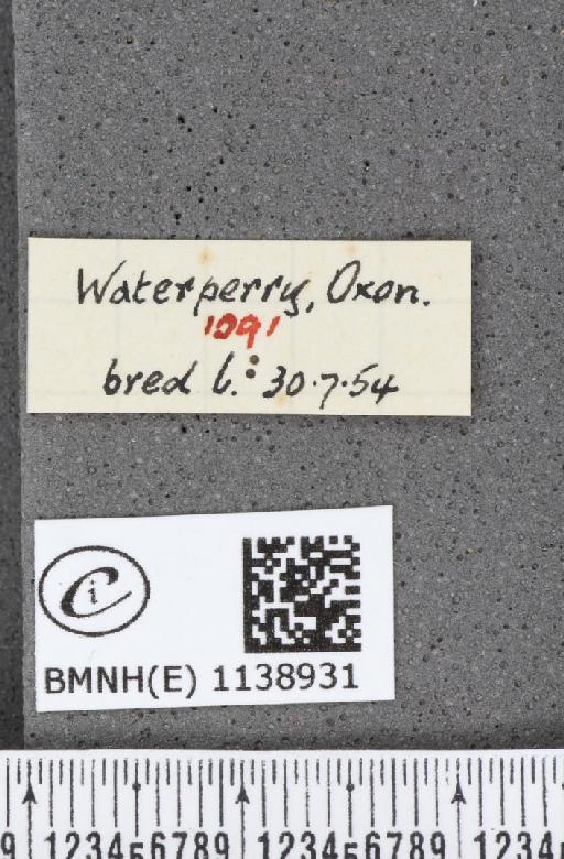 Thecla betulae (Linnaeus, 1758) - BMNHE_1138931_label_95381