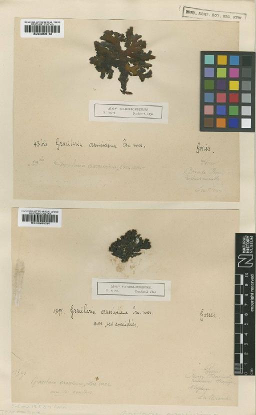 Gracilaria crassissima (P.Crouan & H.Crouan) P.Crouan & H.Crouan - BM000936163