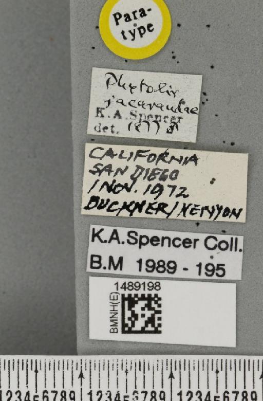 Phytoliriomyza jacarandae Spencer & Steyskal, 1978 - BMNHE_1489198_label_52722