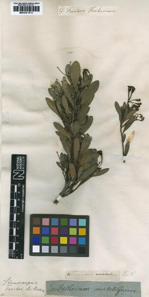 Stenocarpus umbellifer (J.R.Forst. & G.Forst.) Druce - BM000915712