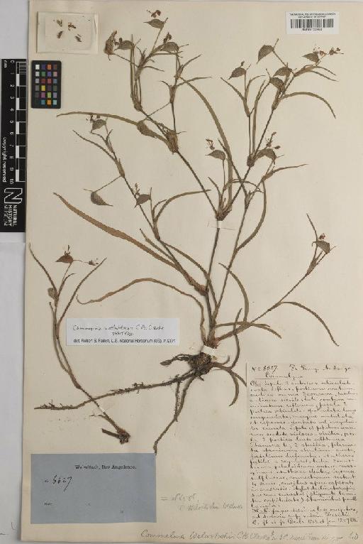 Commelina welwitschii C.B.Clarke - BM001122593