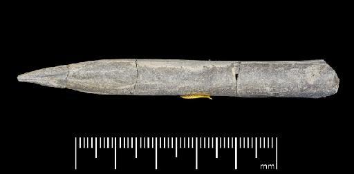 Simpsonibelus expansus (Simpson) - PI CC 1320 - belemnite