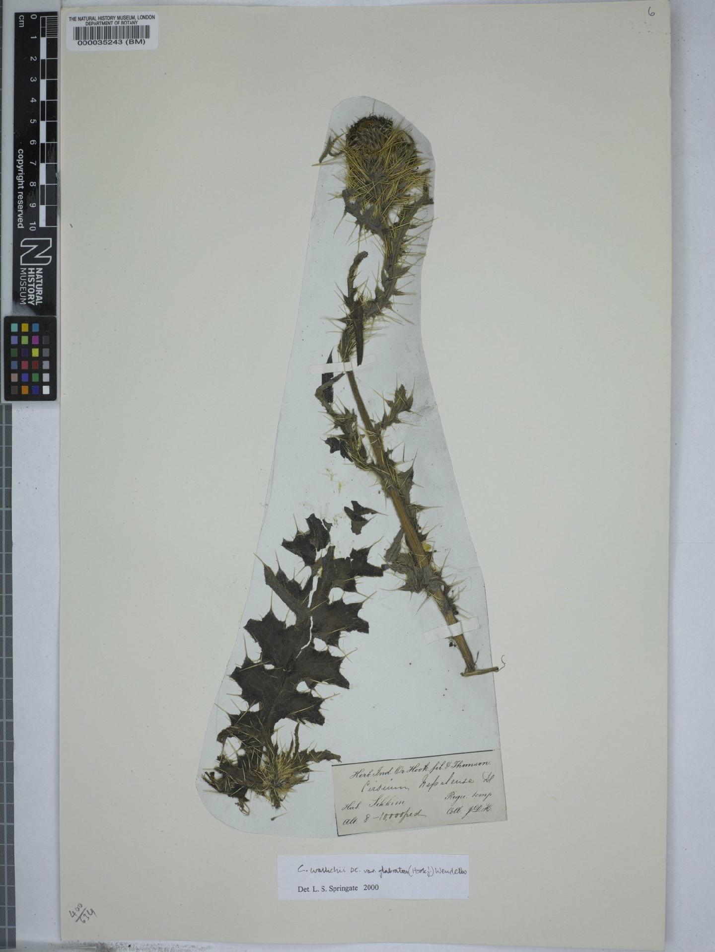 To NHMUK collection (Cirsium wallichii var. glabratum (Hook.f.) Wendelbo; NHMUK:ecatalogue:9148876)