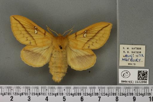 Euthrix potatoria (Linnaeus, 1758) - BMNHE_1532090_197564