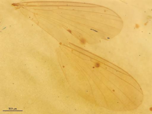 Rymosia speyae Chandler, 1994 - 010626492_Rymosia_speyae_HTBMNH238596_wing