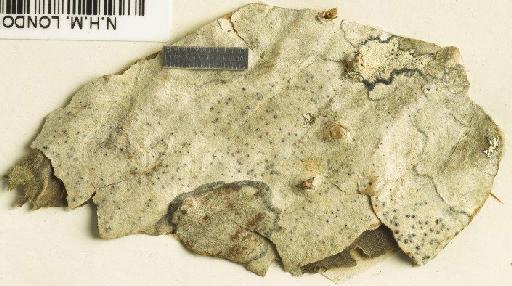 Arthopyrenia quinqueseptatula (Nyl.) Zahlbr. - BM001107669_a