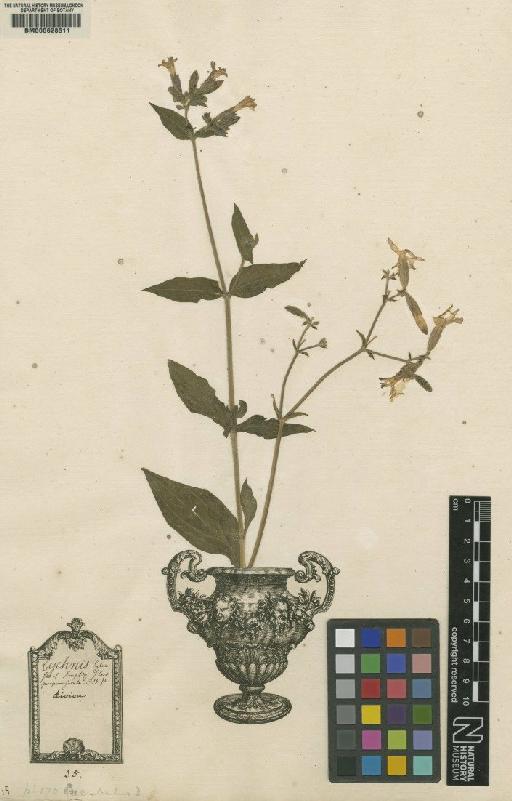 Lychnis dioica L. - BM000628511