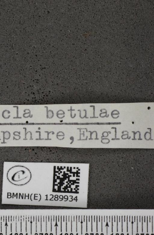 Thecla betulae (Linnaeus, 1758) - BMNHE_1289934_label_126345