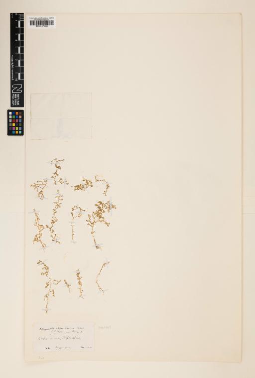 Selaginella elegantissima Warb. - 001079954