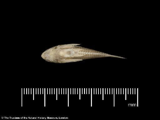 Corydoras polystictus Regan, 1912 - BMNH 1895.5.17.62, LECTOTYPE, Corydoras polystictus, ventral