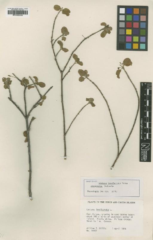 Lantana involucrata L. - BM000992635