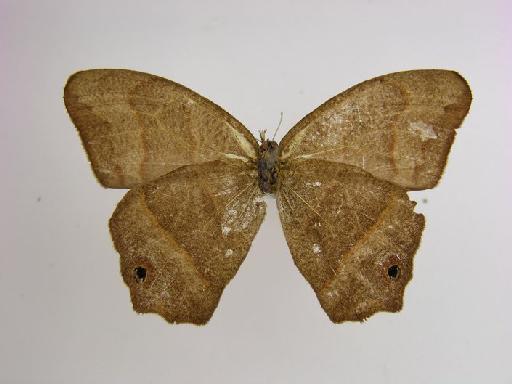 Euptychia ithama Butler, 1869 - BMNH(E)_1266998_Cyllopsis_(Euptychia)_hedemanni_hedemanni_ithama_Felder_HT_female_ (3)