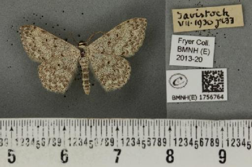 Scopula marginepunctata (Goeze, 1781) - BMNHE_1756764_322000