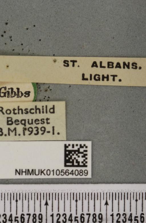Cirrhia gilvago ab. gilvagella Strand, 1915 - NHMUK_010564089_label_621702