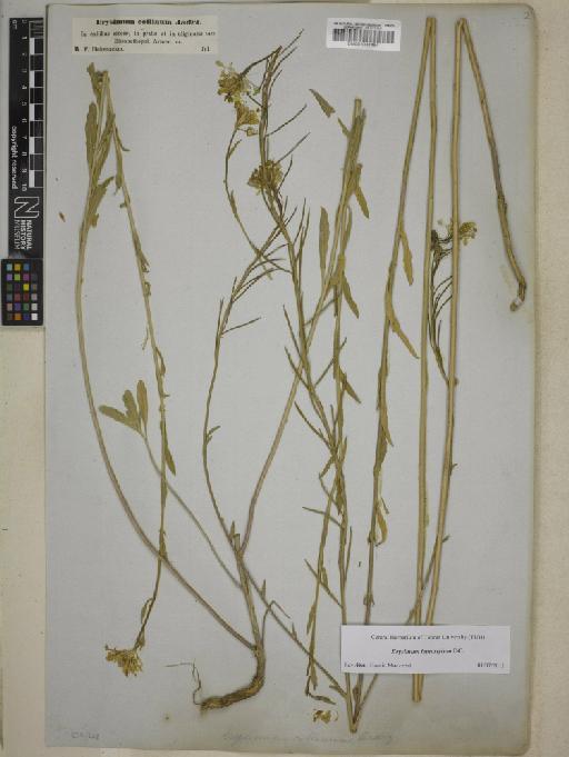 Erysimum leptostylum DC. - BM001031464