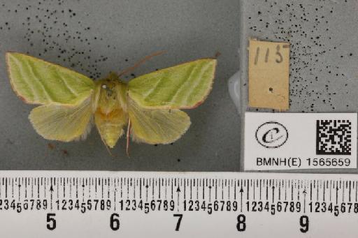 Pseudoips prasinana britannica (Warren, 1913) - BMNHE_1565659_293762