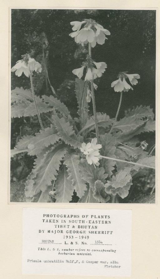 Primula umbratilis var. alba W.W.Sm. - BM000997021_b