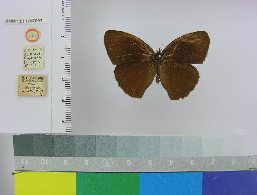 Euptychia fumata Butler, 1867 - BMNH(E)_1267093_Zischkaia_(Euptychia)_fumata_Butler_T_male_ (1)