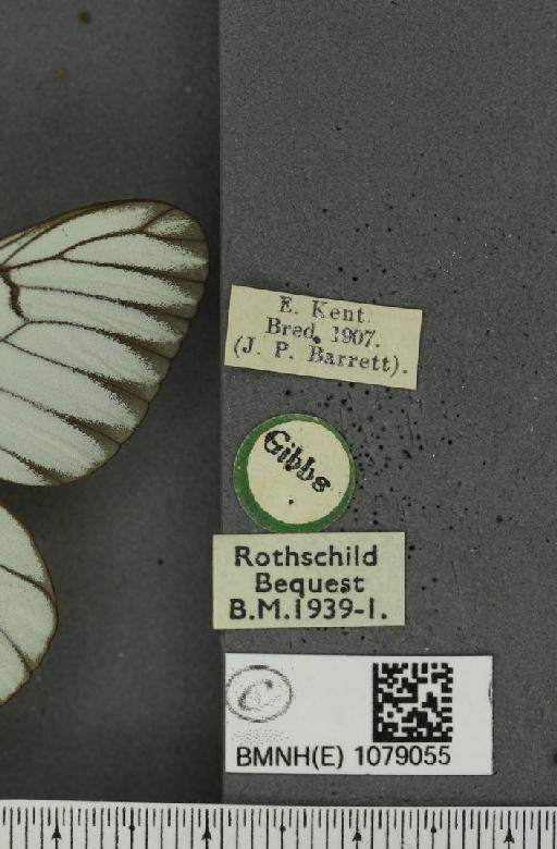 Aporia crataegi (Linnaeus, 1758) - BMNHE_1079055_label_70107