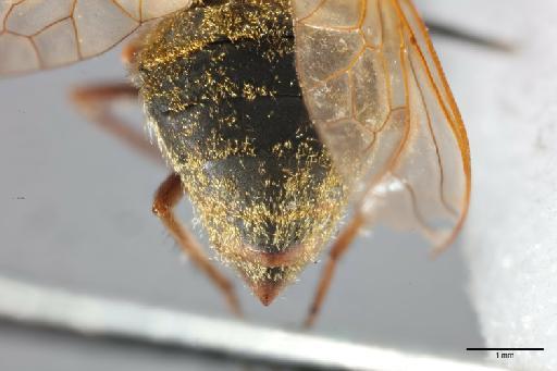 Hyperusia xantholeuca Bowden, 1975 - 014427855_dorsal_abdomen_terminalia