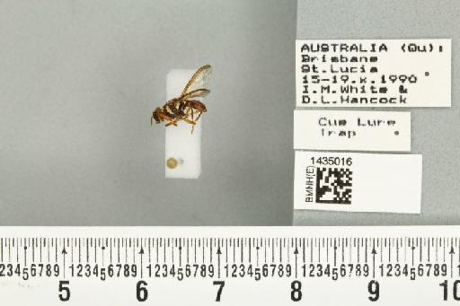 Bactrocera (Bactrocera) bryoniae (Tryon, 1927) - BMNHE_1435016_28425