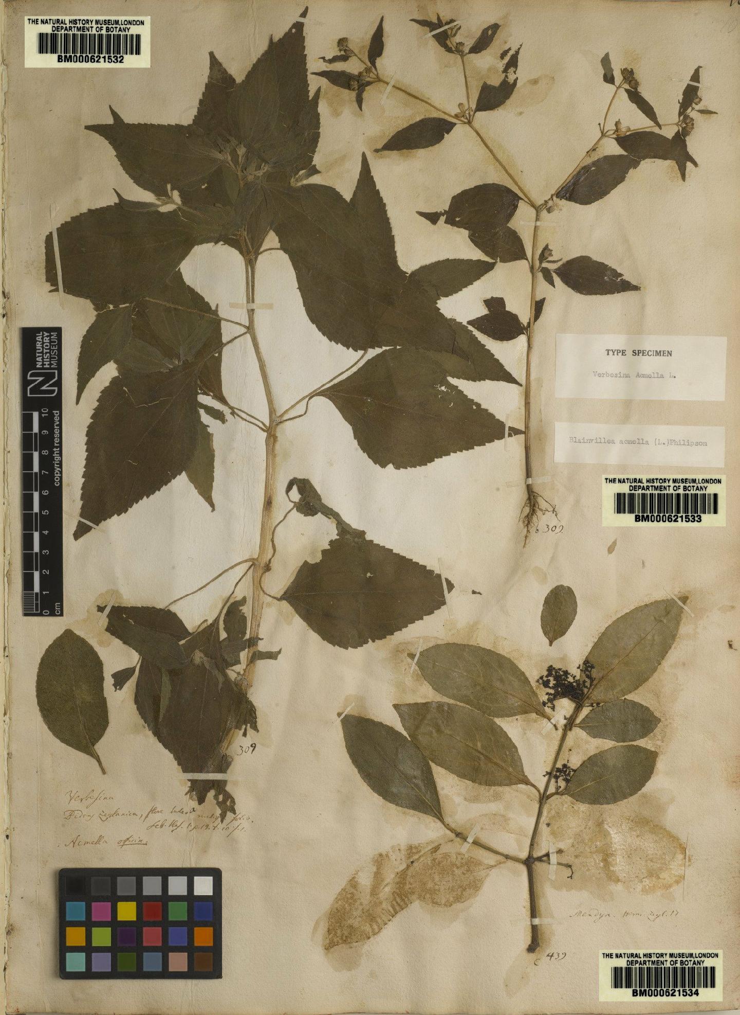 To NHMUK collection (Verbesina acmella L.; Lectotype; NHMUK:ecatalogue:4706005)