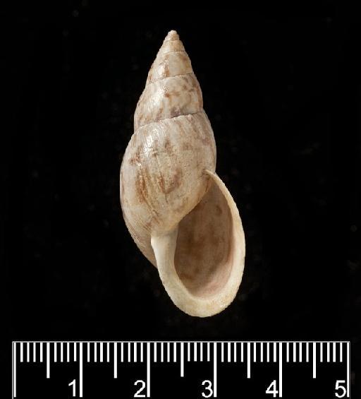 Helix xanthostoma A.D.Orb., 1835 - Helix xanthostoma d'Orbigny, 1835 - SYNTYPES - 1854.12.4.221