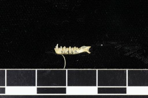 Rhinolophus acrotis brachygnathus Andersen,  1905 - 1892_9_9_7-Rhinolophus_acrotis_brachygnathus-Holotype-Skull-mandibles-lateral