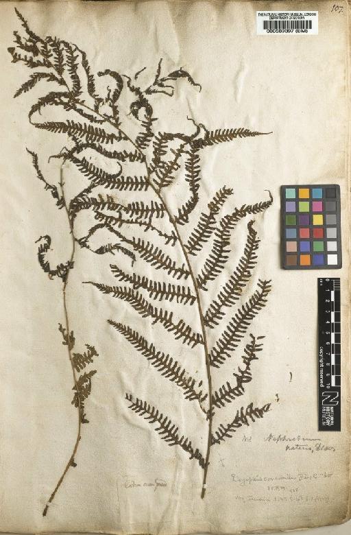 Polypodium heteroclitum Desv. - BM000589397