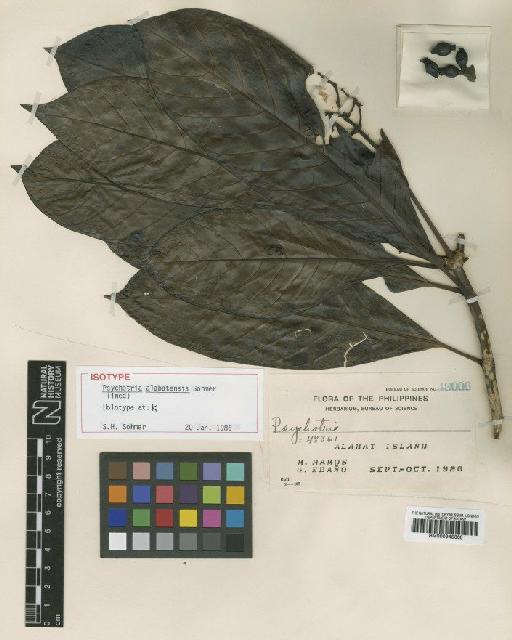 Psychotria alabatensis Sohmer & A.P.Davis - BM000945360