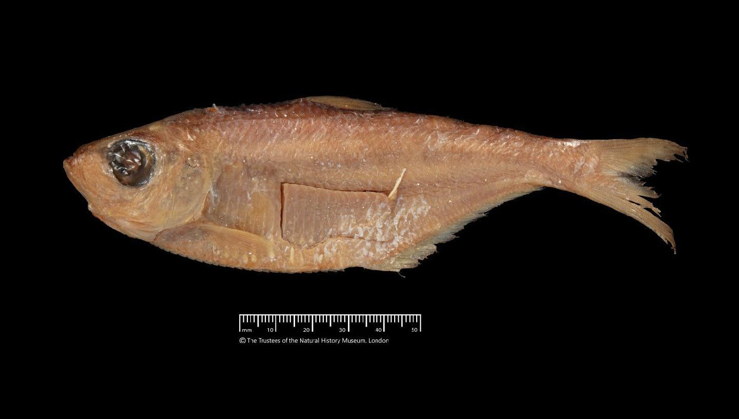 Ilisha striatula