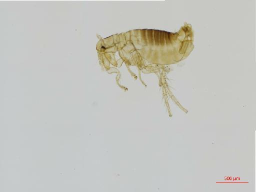 Delostichus octomyos Jordan, 1942 - 010179226_specimen