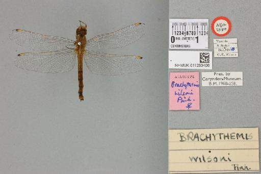 Brachythemis wilsoni Pinhey, 1952 - 011253406_dorsal