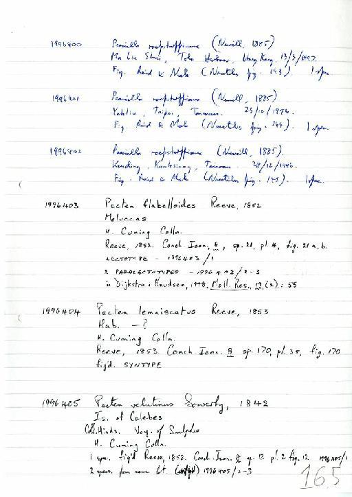 Pecten flabelloides Reeve, 1852 - Zoology Accessions Register: Mollusca: 1994 - 1997: page 165