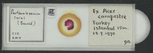 Parthenolecanium corni (Bouche, 1844) - 010138062_117397_1101018