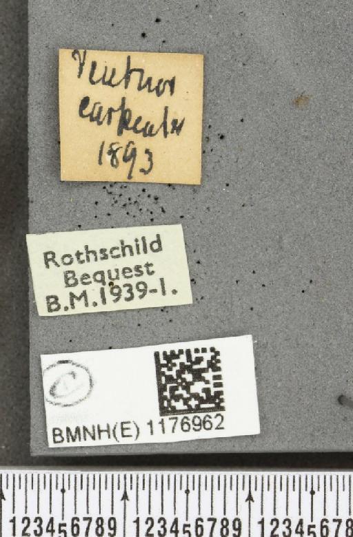 Melitaea cinxia (Linnaeus, 1758) - BMNHE_1176962_label_32626