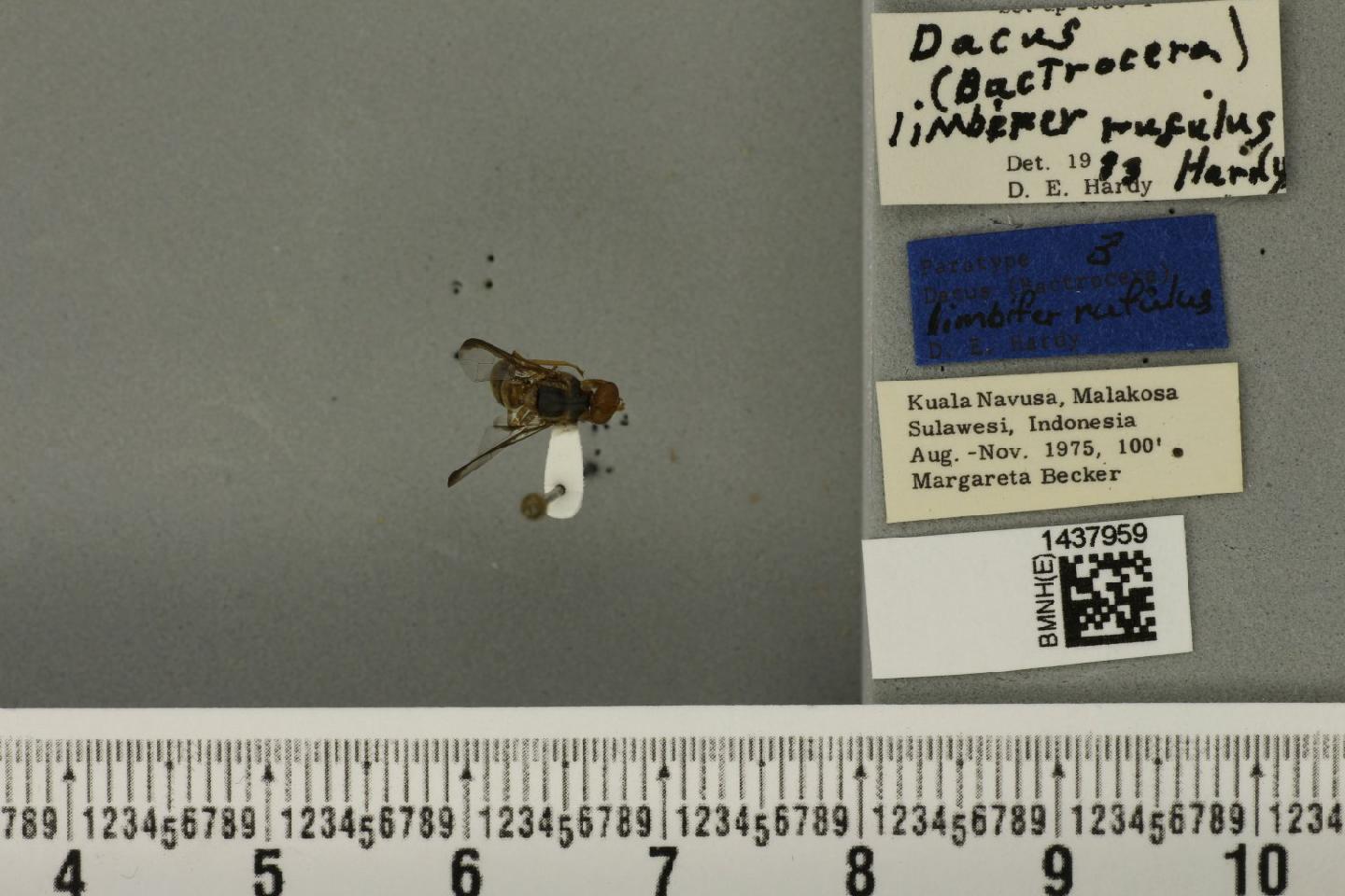 Bactrocera rufula