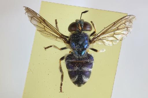 Microdon (Microdon) bellus Brunetti, 1923 - Microdon bellus HT dorsal