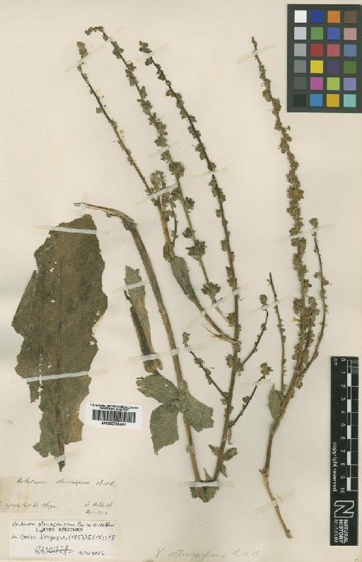Verbascum stenocarpum Boiss. & Heldr. - BM000796492