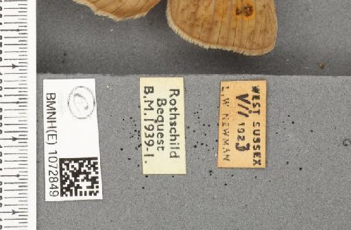 Maniola jurtina insularis ab. marmorea Lambillion, 1903 - BMNHE_1072849_label_39271