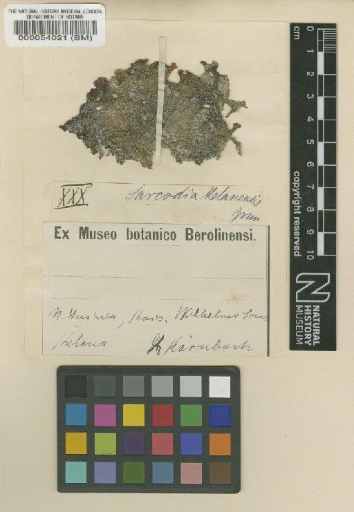 Sarcodia kelanensis Grunow - BM000054021