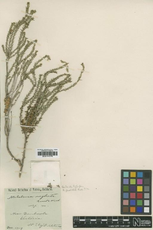 Melaleuca neglecta Ewart & B.Wood - BM001015173