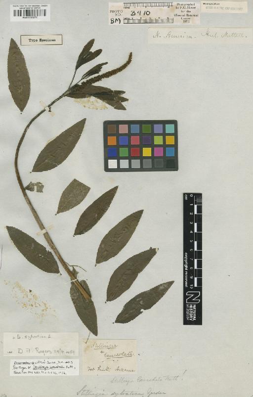 Stillingia sylvatica L. - BM001125271