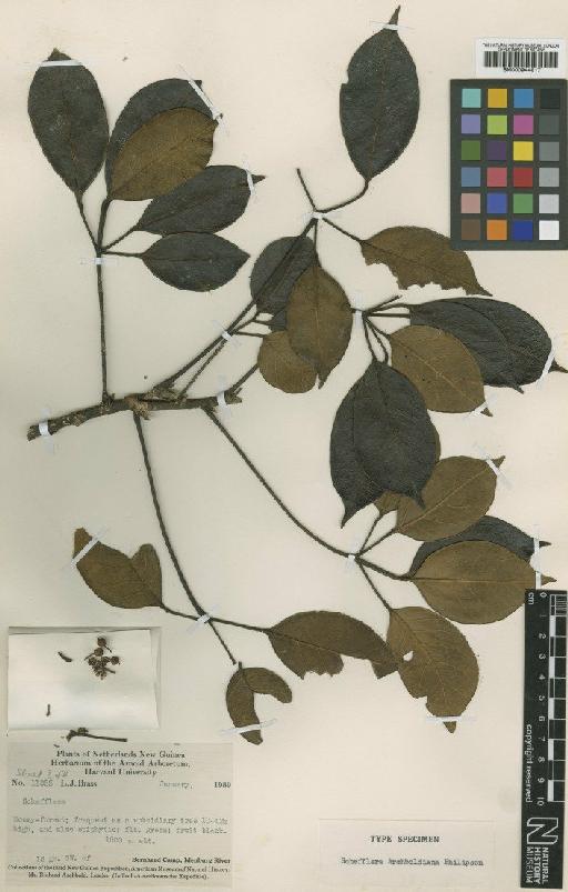 Schefflera archboldiana Philipson - BM000944817