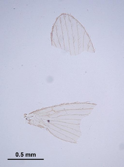 Trichomyia biuncata Duckhouse, 1978 - Trichomyia_biuncata-010210261-wing-64_0x-scale