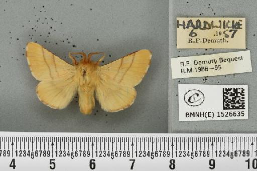 Malacosoma neustria (Linnaeus, 1758) - BMNHE_1526635_191085