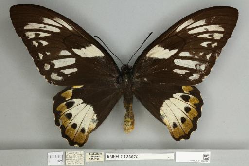 Ornithoptera priamus poseidon Doubleday, 1847 - 013603837__